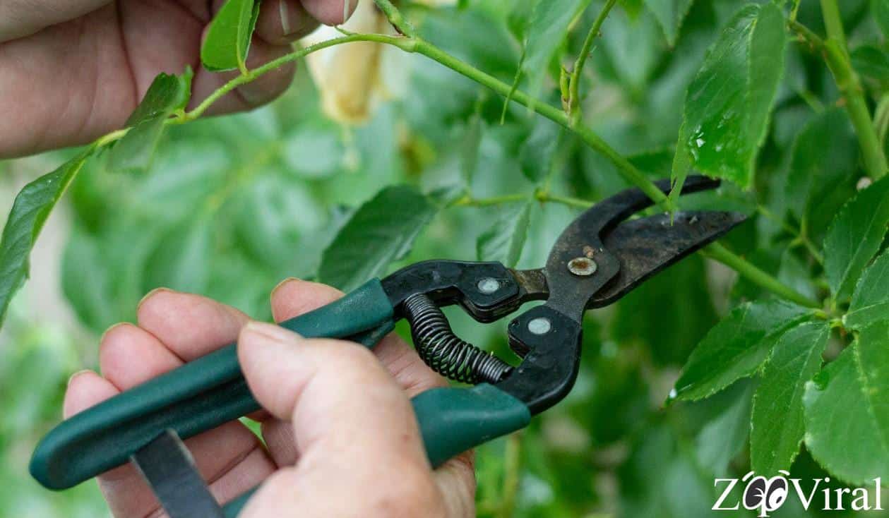 Cómo Cuidar tus Flores en Casa: Consejos para Mantenerlas Saludables