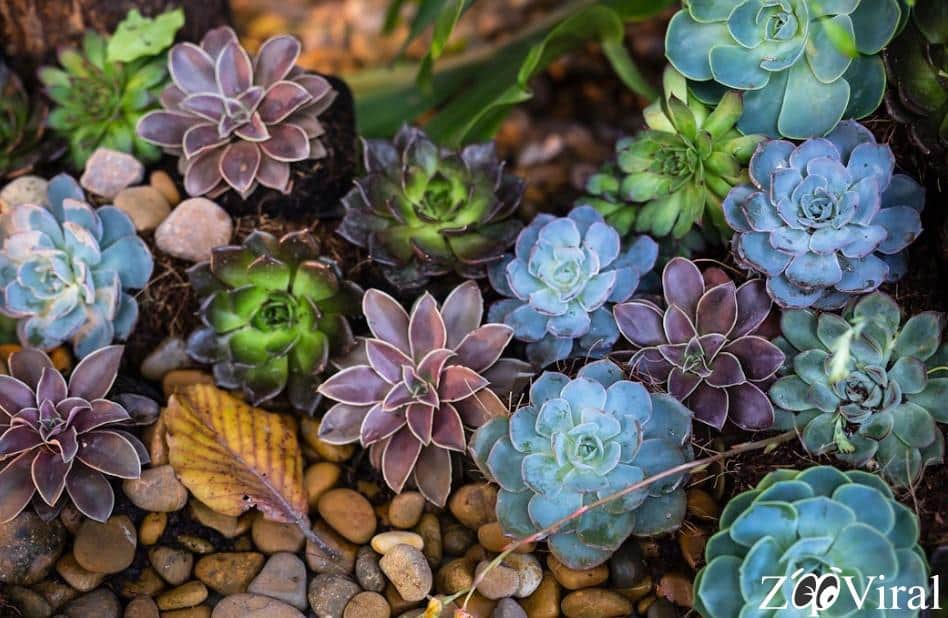 Flores exóticas que debes conocer para tu jardín