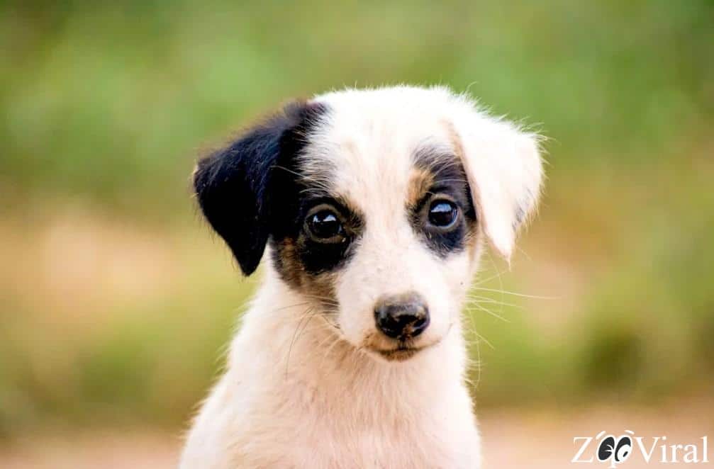 Los animales más tiernos del mundo